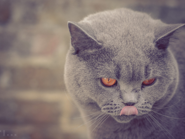 Британская короткошерстная кошка показывает язык