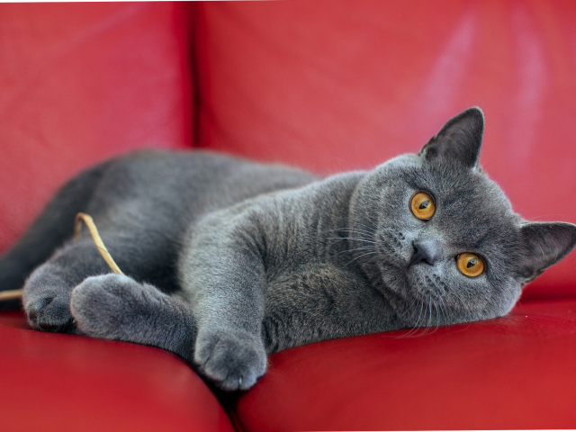 Британская короткошерстная кошка на диване