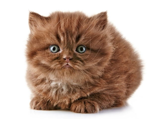 Коричневый котенок британской длинношерстной кошки