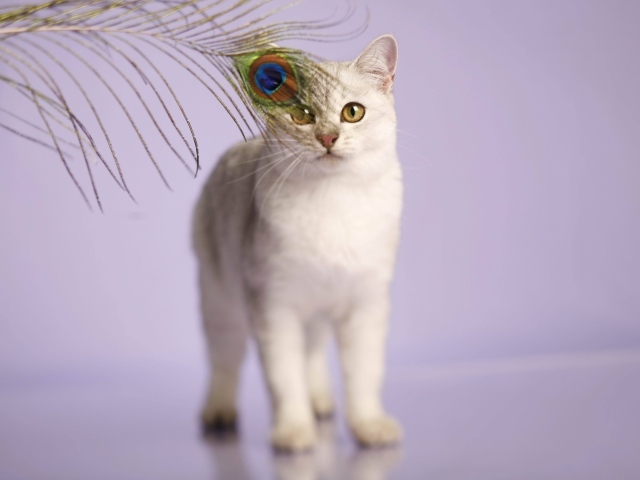 Кот бурмилла и перо павлина