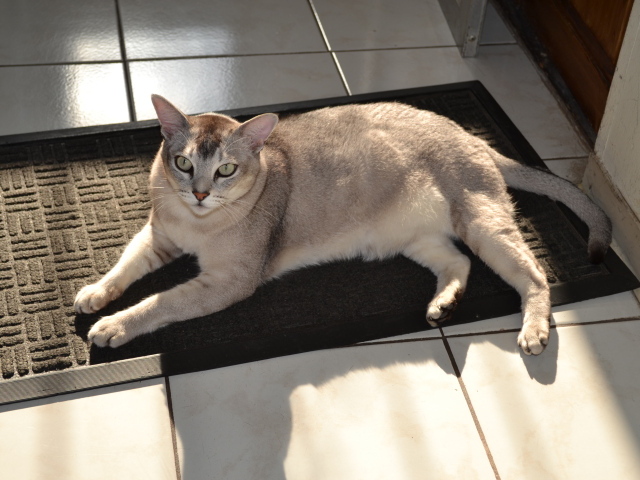Кошка бурмилла на коврике