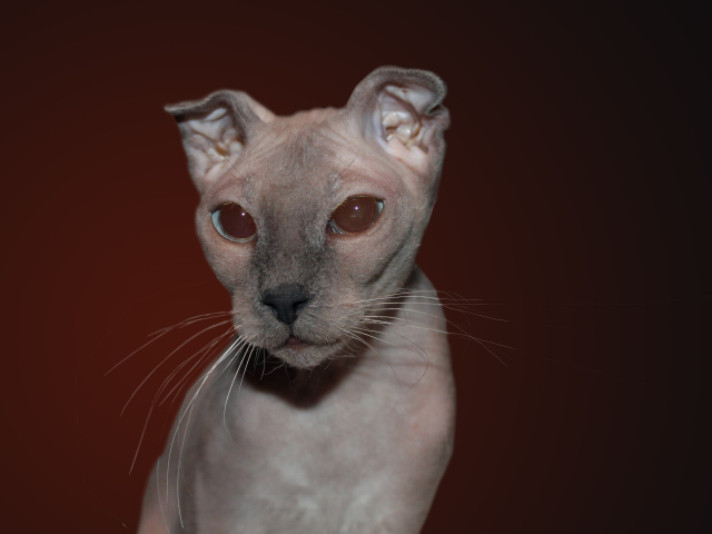 Кот украинский левкой