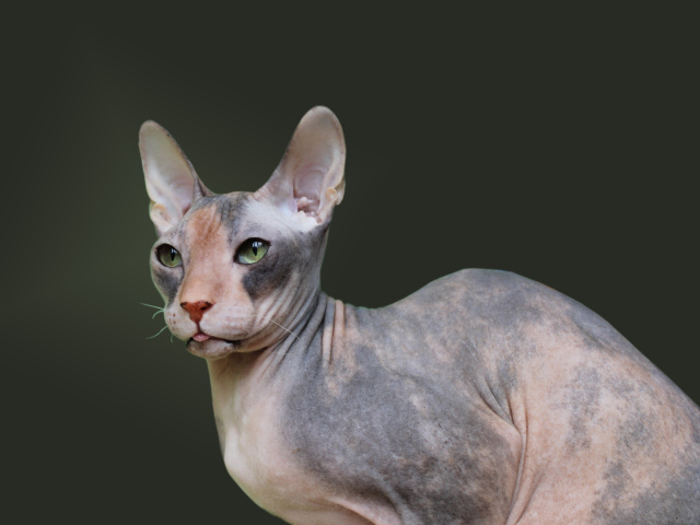 Порода кошек украинский левкой