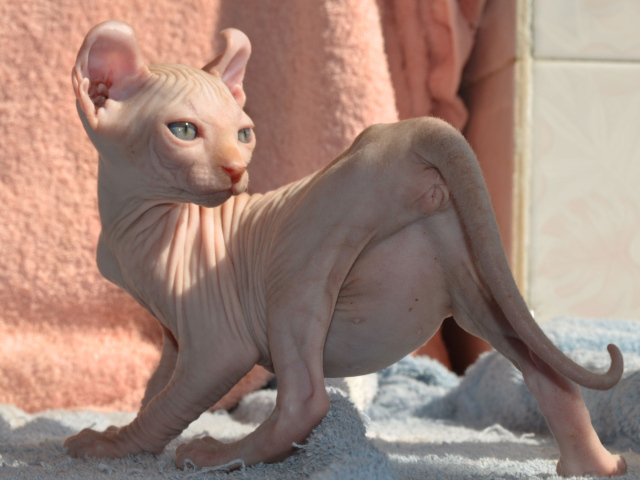 Кошка породы минскин