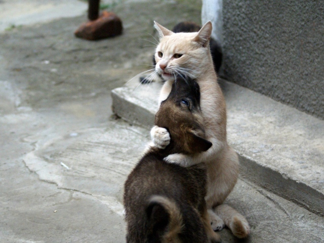 Кошка обнимает собаку