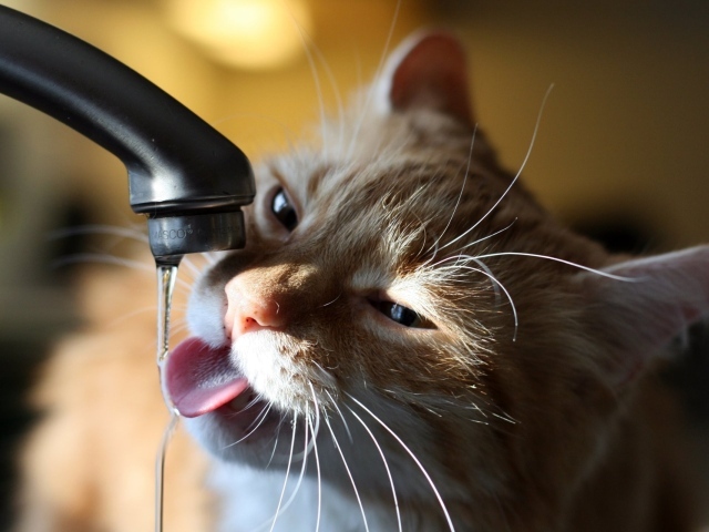 Кошка пьет воду из крана