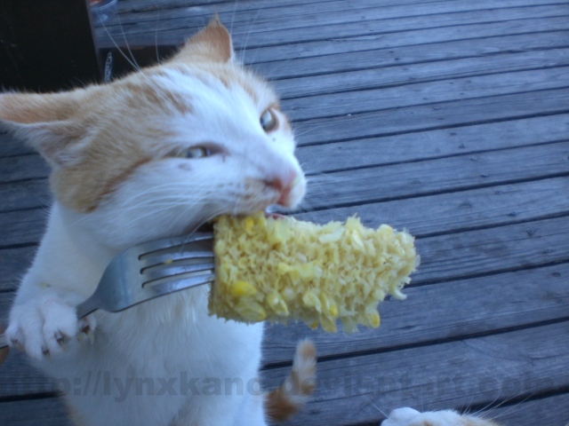 Кот ест с вилки