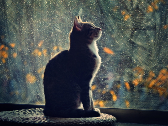 Кот смотрит в окно