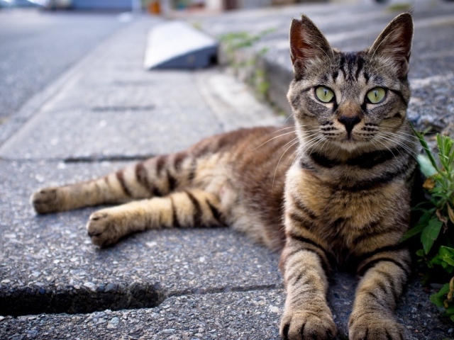 Кот лежит на улице