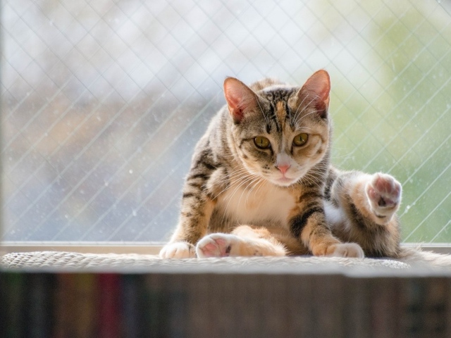 Kот на подоконнике