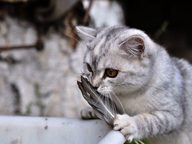 Кот играет с перьями