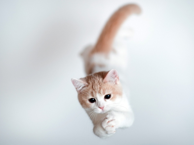 Кошка тороде