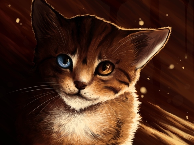 Кот с разными глазами