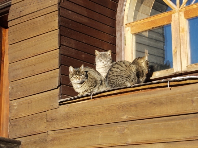 Кошки греются на солнце