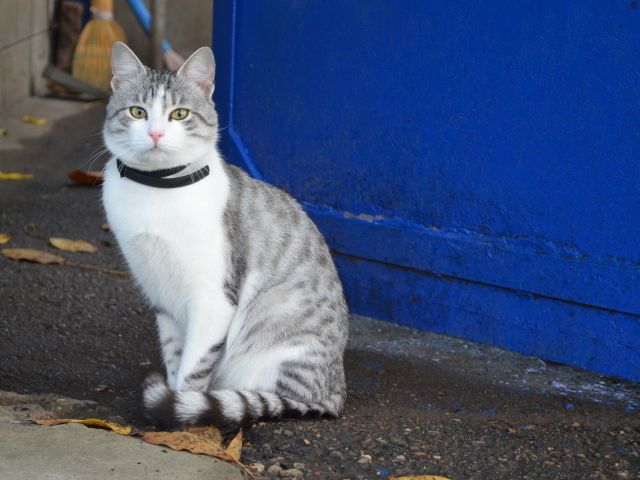 Ошейник у аравийского мау