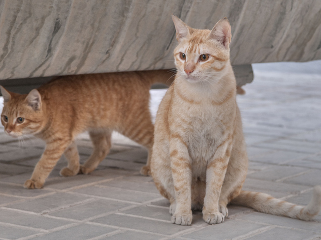 Пара кошек аравийский мау