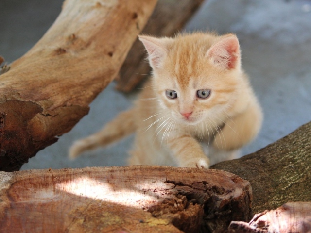 Любопытный котенок