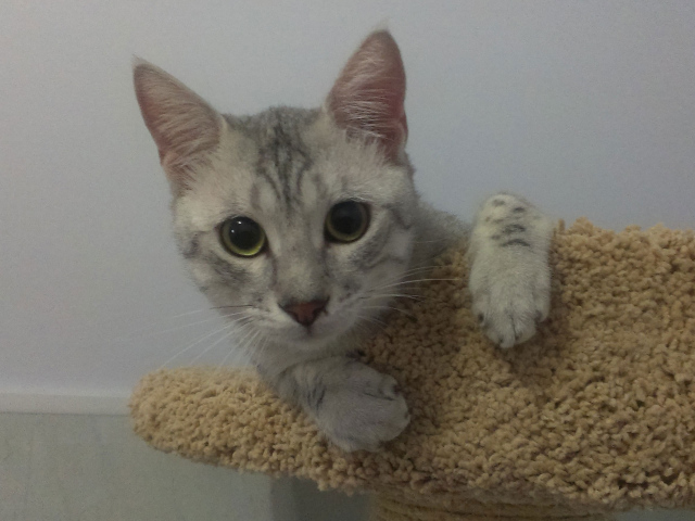 Милый котенок египетская мау