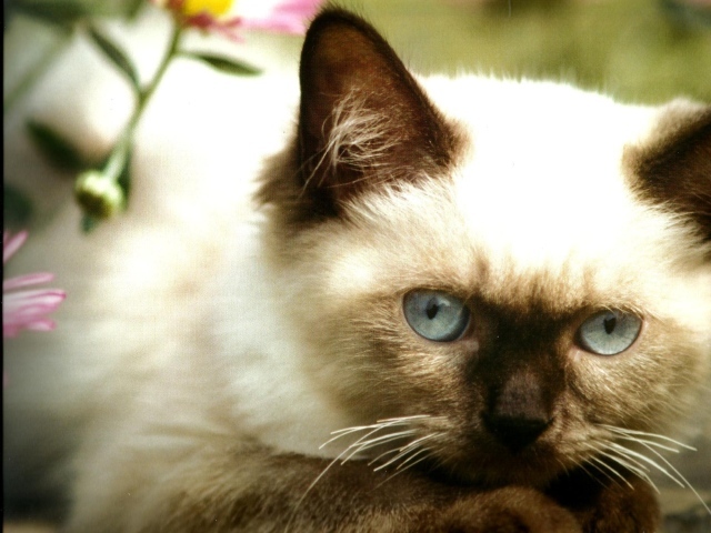 Милый котенок гималайской кошки