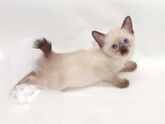 Милый котенок меконгский бобтейл(автор Nelly Shuyskaya)