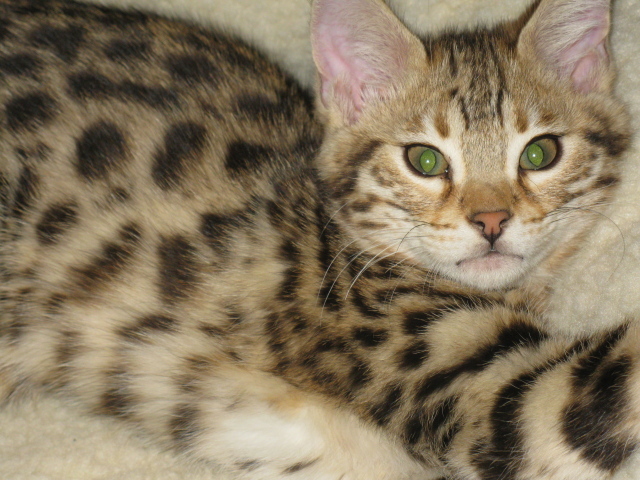 Милый котенок саванна