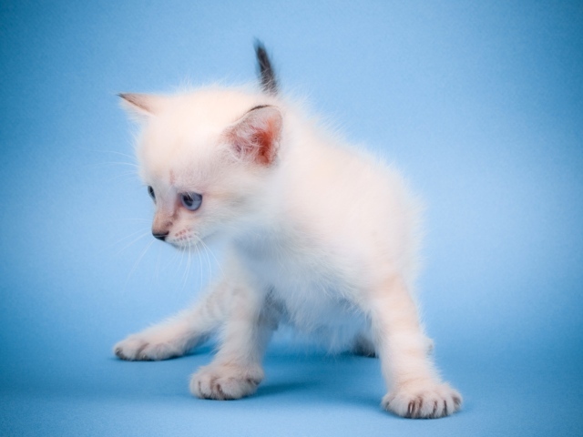 Мяукающий котенок