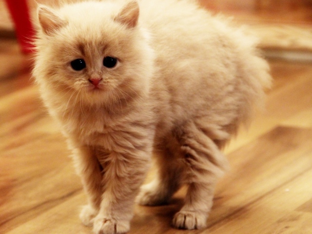 Взъерошенный котенок