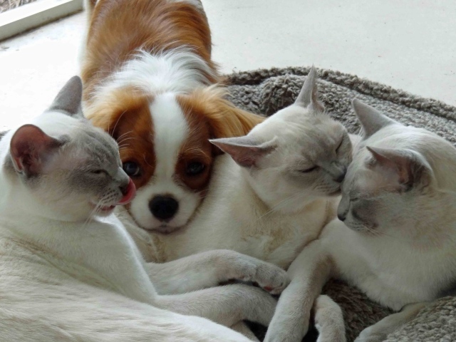 Собака и тонкинские кошки