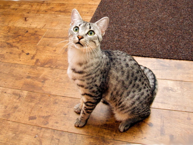 Кошка египетская мау  на полу