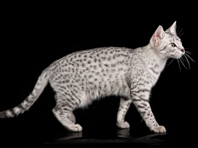 Египетская мау на черном фоне