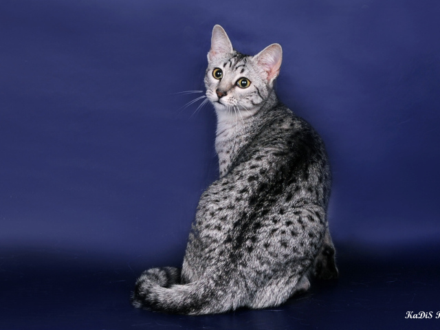 Египетская мау на синем фоне