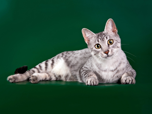 Египетская мау на зеленом фоне