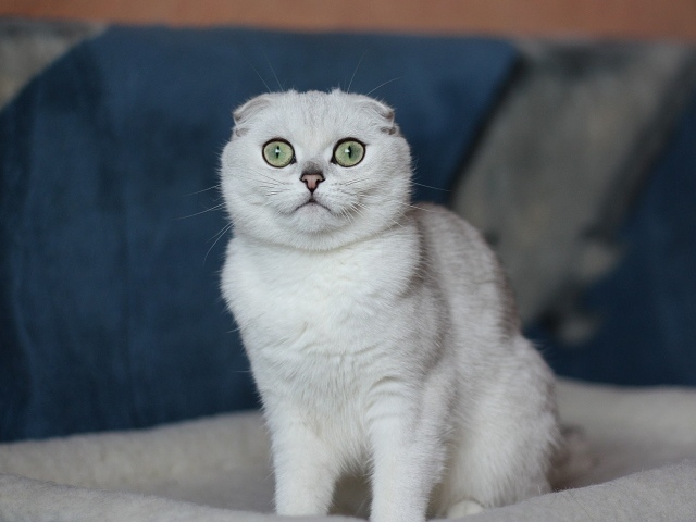 Выразительные глаза шотландской кошки