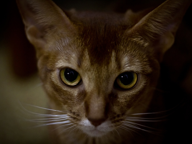 Глаза абиссинской кошки