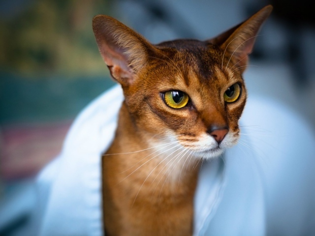Модная абиссинская кошка