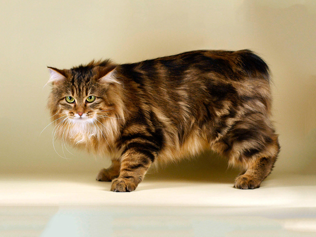 Пушистый курильский бобтейл