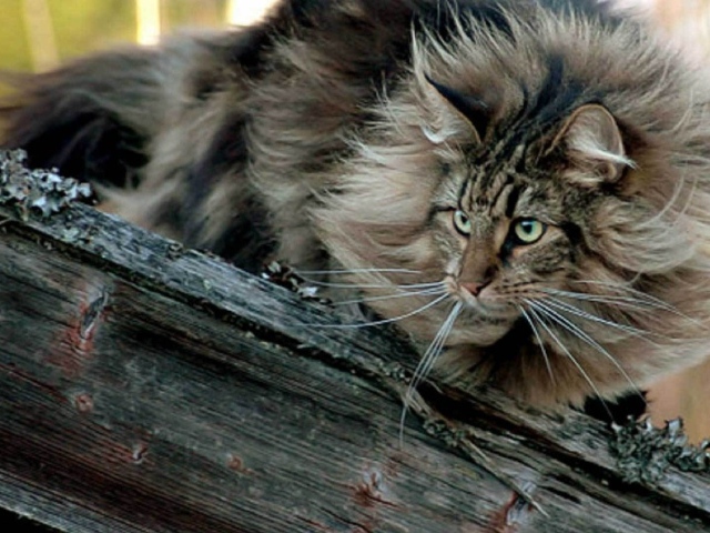 Пушистая норвежская лесная кошка