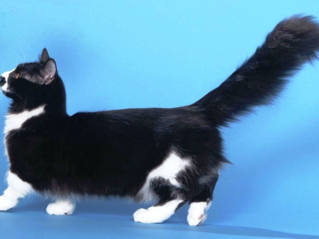 Пушистая кошка манчкин