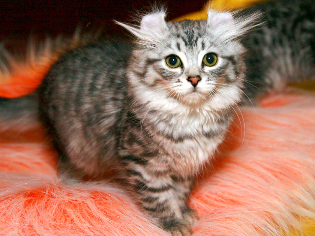 Пушистый котенок американский керл