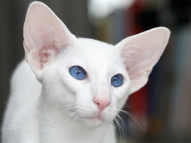 Голубоглазый форин вайт