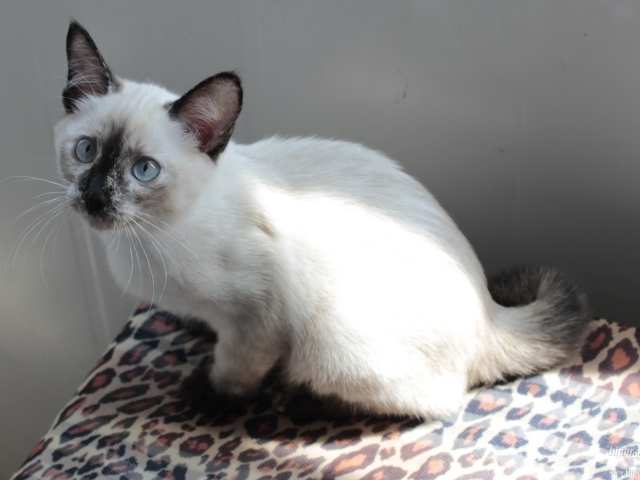 Забавный котенок меконгский бобтейл