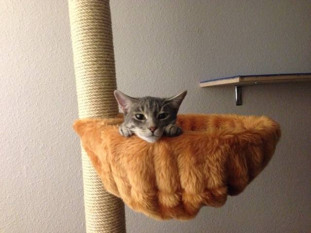 Немецкий рекс в корзине