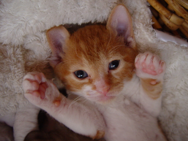 Котенок немецкий рекс