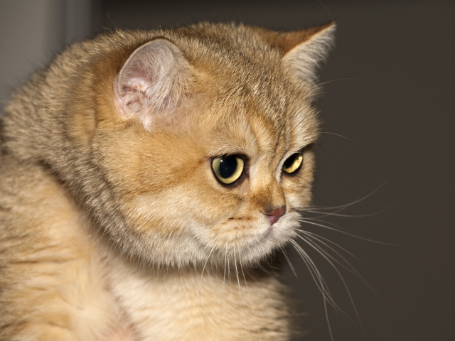 Рыжая британская короткошерстная кошка