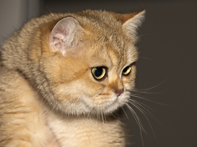 Рыжая британская короткошерстная кошка