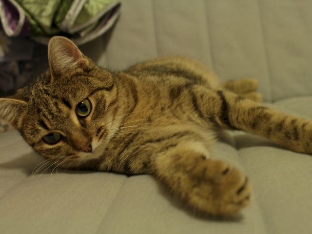 Рыжая европейская короткошерстная кошка