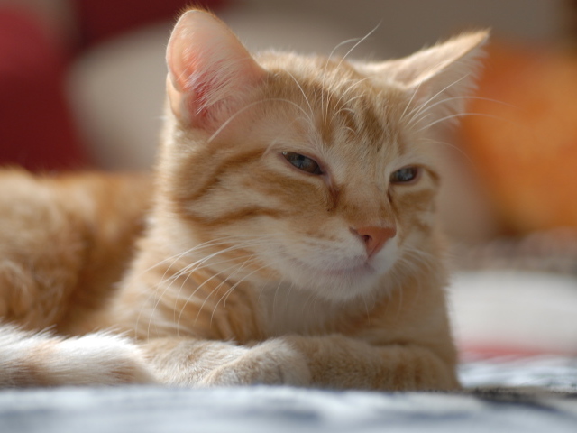 Рыжий котенок европейской короткошерстной кошки