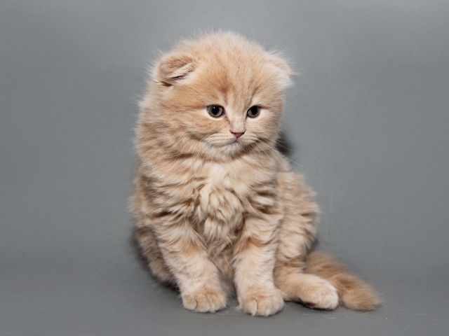 Рыжий котенок шотландской кошки