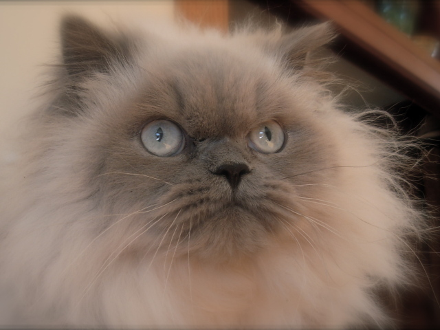 Хмурая гималайская кошка