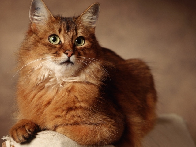 Великолепный сомалийский кот